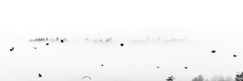 Birds in Clouds Panorama 2