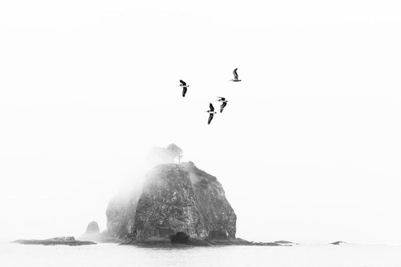 Birds over Sea Stack