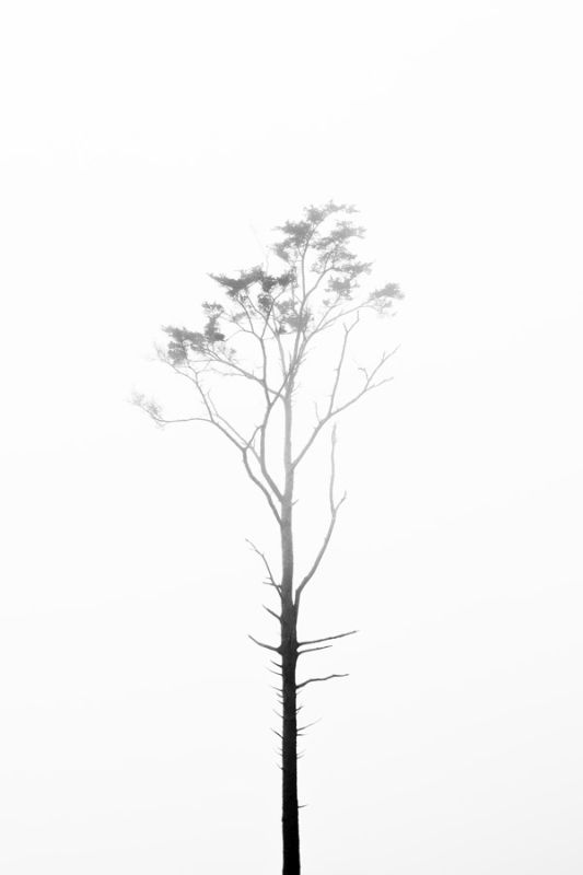 Foggy Tree 4