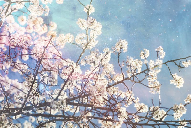 White Tree + Stars