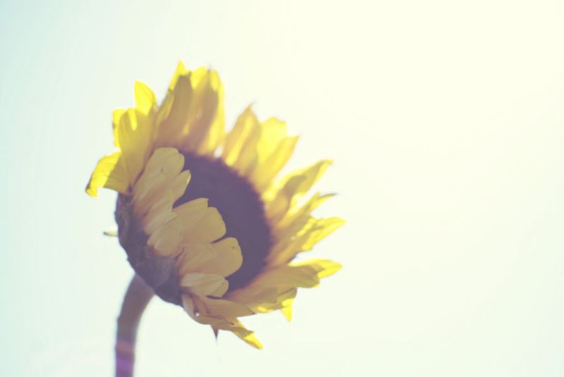 Sunny Day