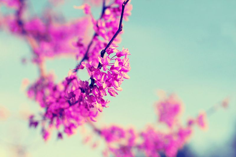 Red Bud 1