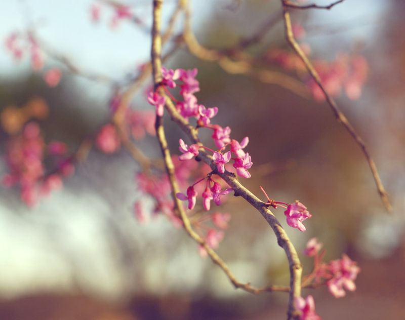 Red Bud 2
