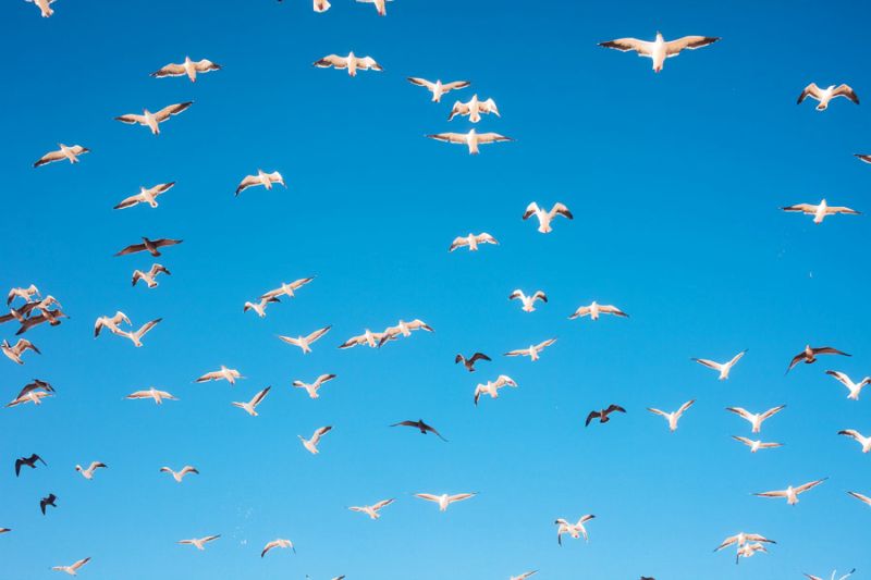 Seagulls