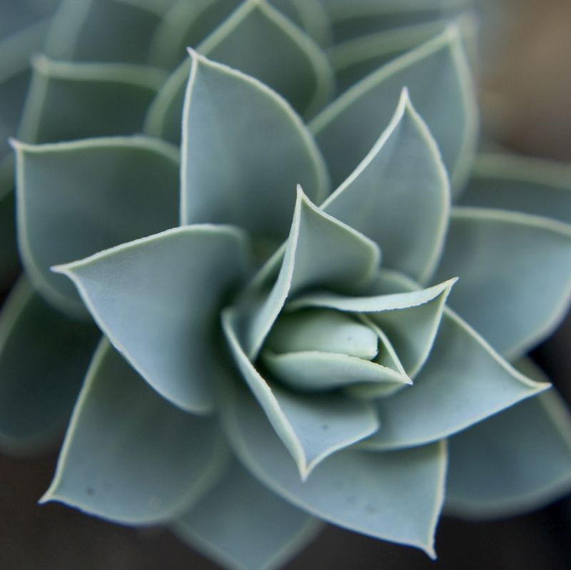 Star Plant 1