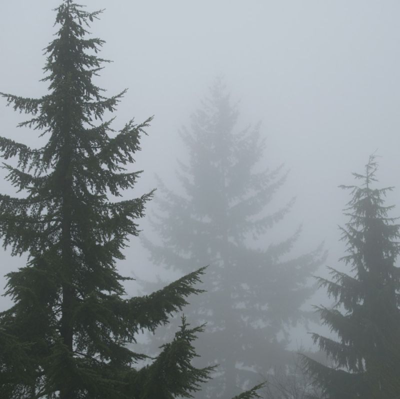 Foggy Morning 1