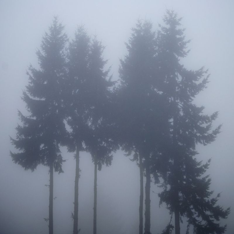 Foggy Morning 3