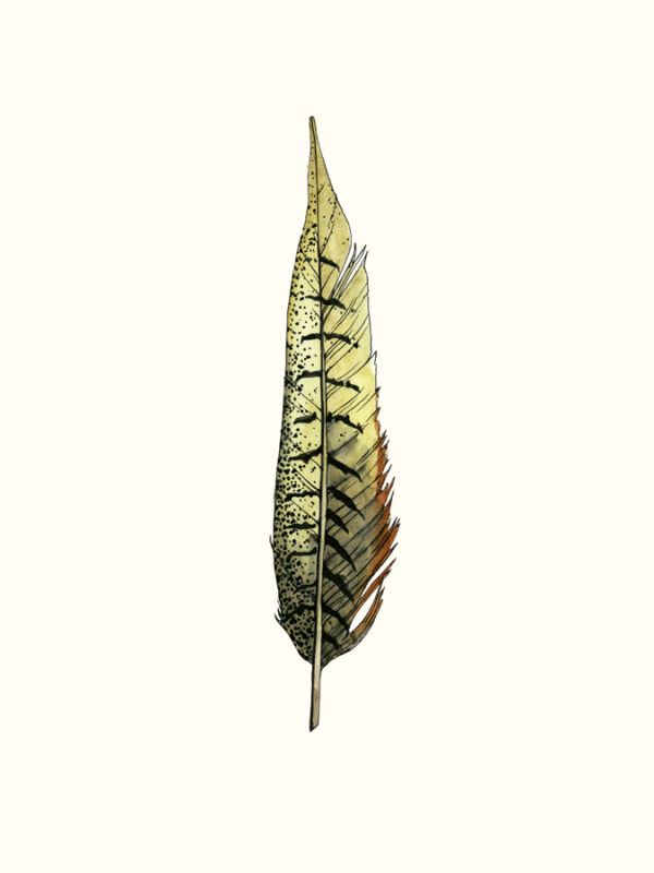 Painted Feather A