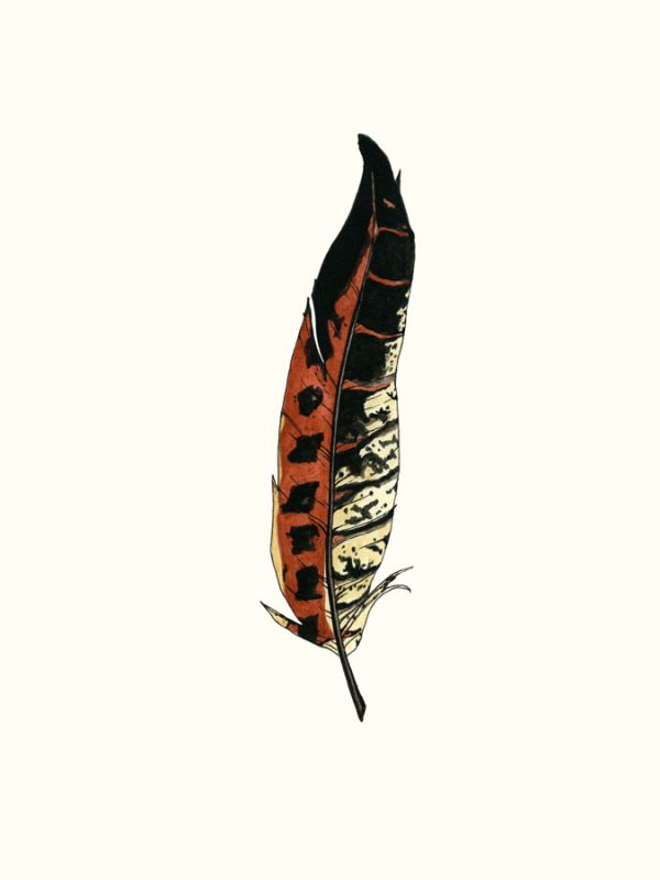 Painted Feather C