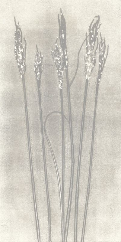Gray Wheat
