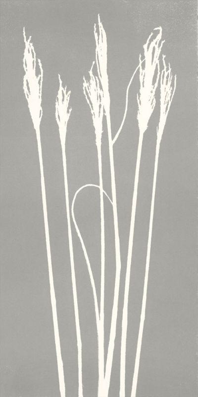 Gray Wheat 2