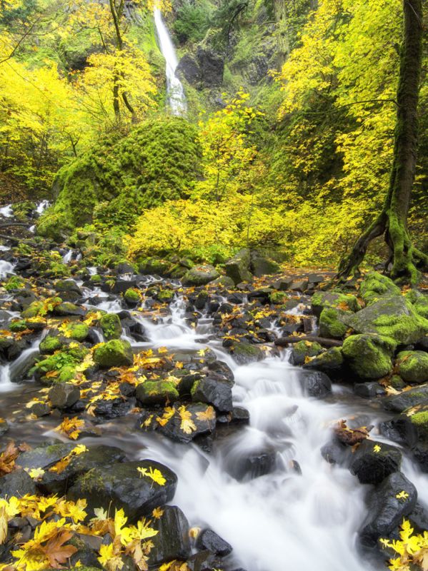 Autumn Falls