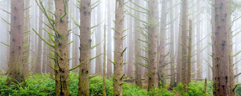 Tree Fog