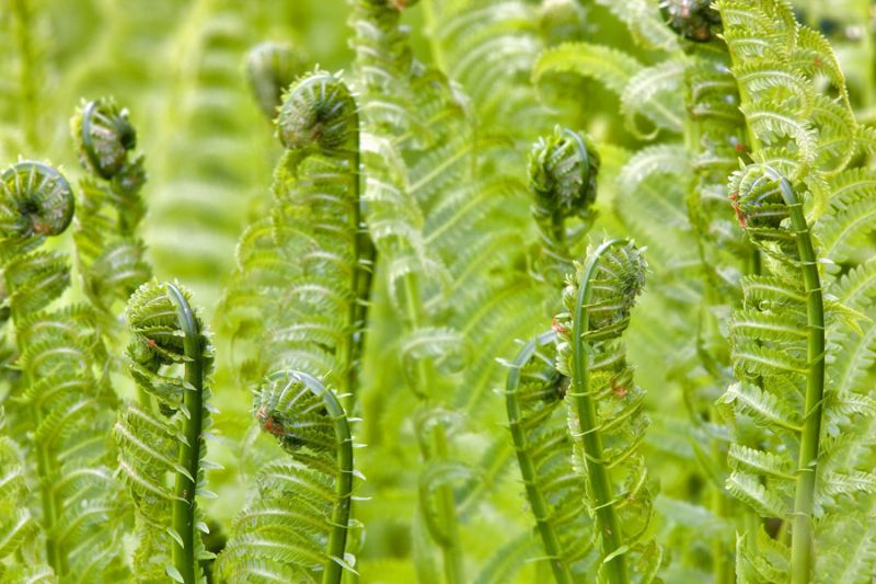 Spring Ferns