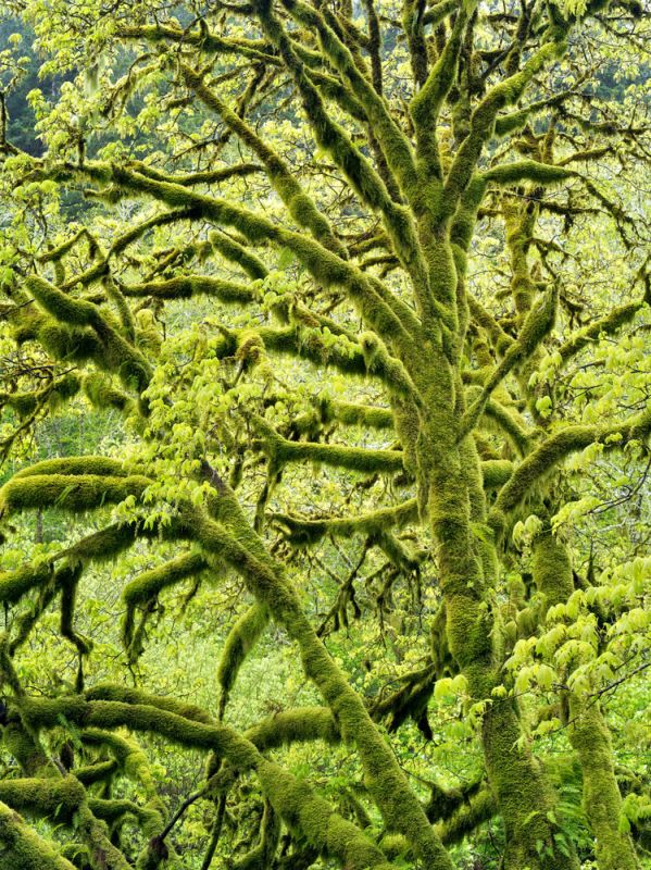 Spring Green