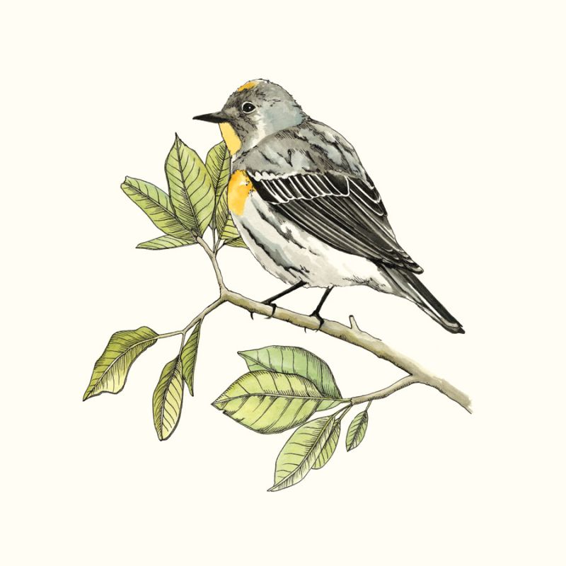 Watercolor Forest Bird