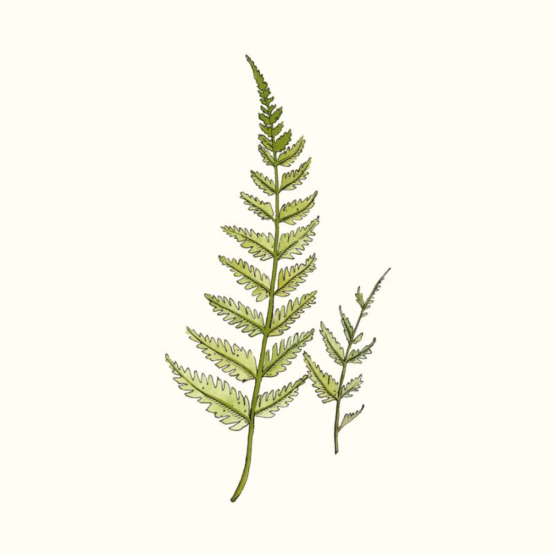 Watercolor Forest Ferns