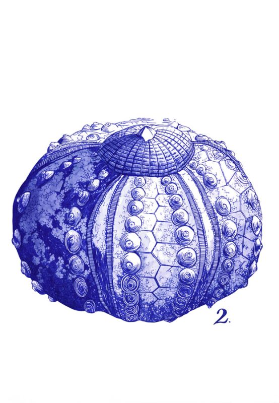 Sea Life in Pen 2