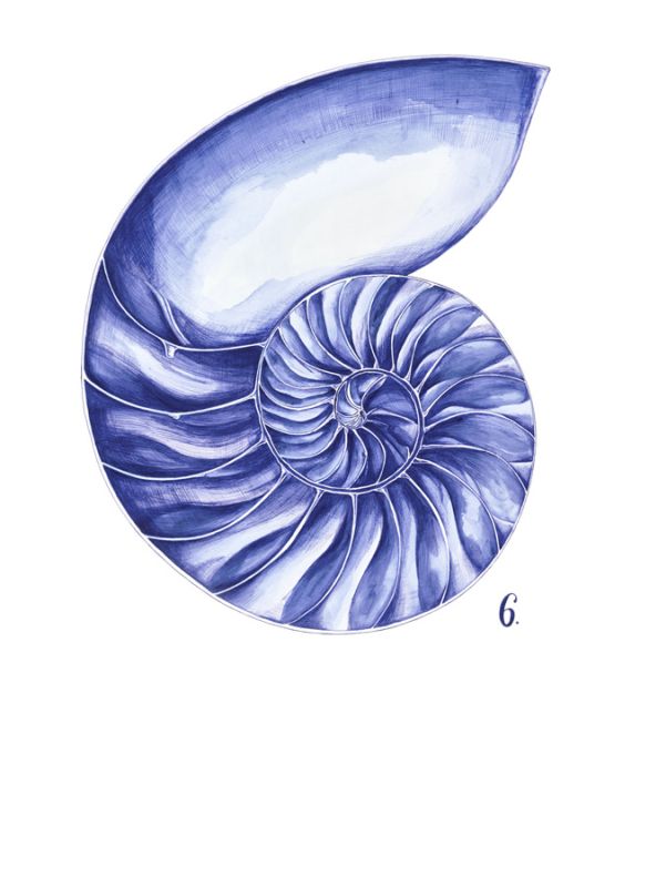 Sea Life in Pen 6