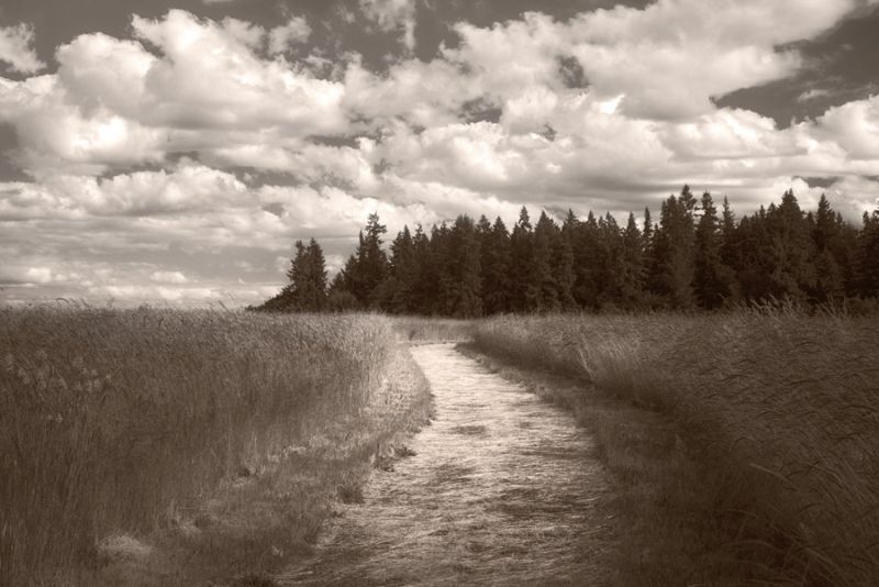 Path in Graham Oaks Nature Park with Clouds and Fields