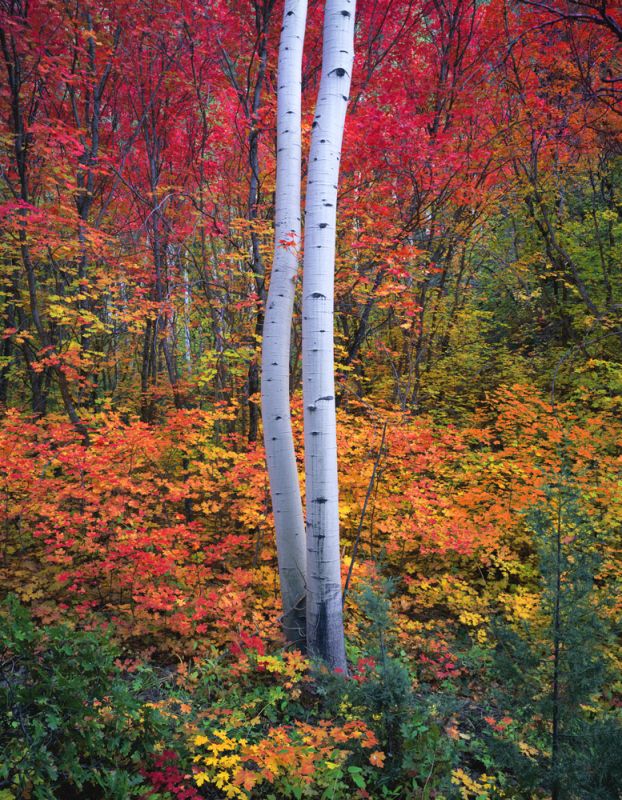 Aspen 1