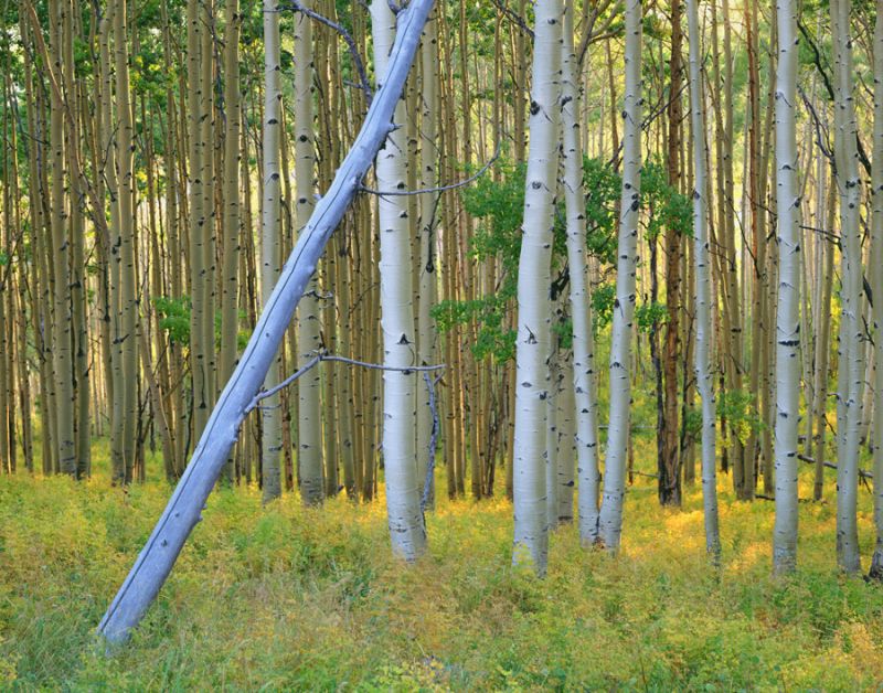 Aspen 2