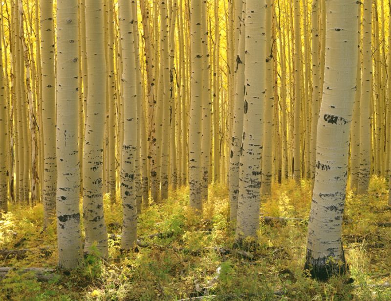 Aspen 5