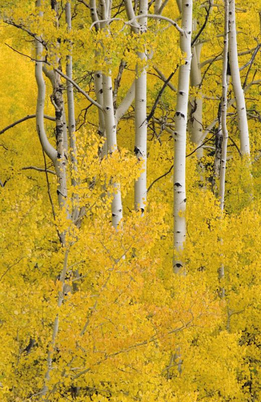 Aspen 6