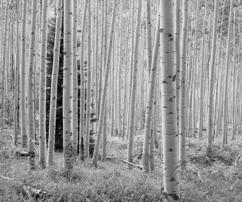 Aspen Black and White 1