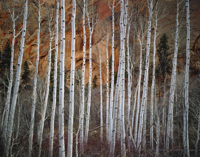 Betatikin Aspen