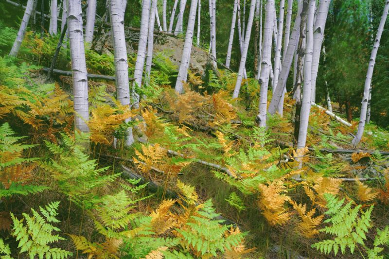 North Rim Aspens