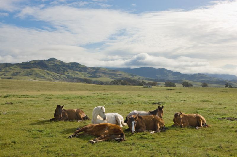 Resting Horses, San Simeon