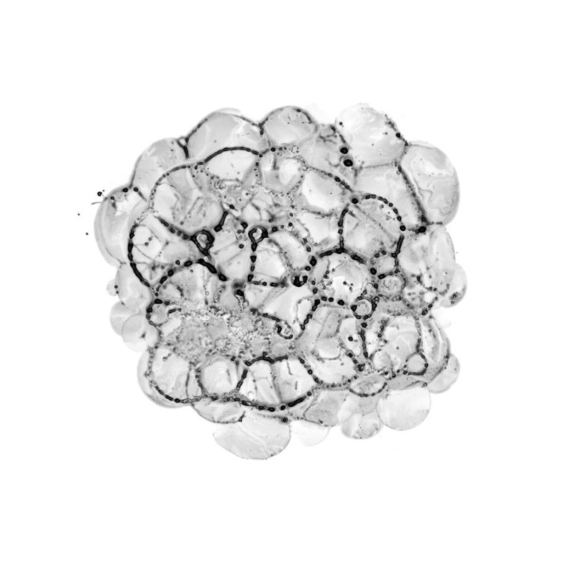Cellular Cloud B