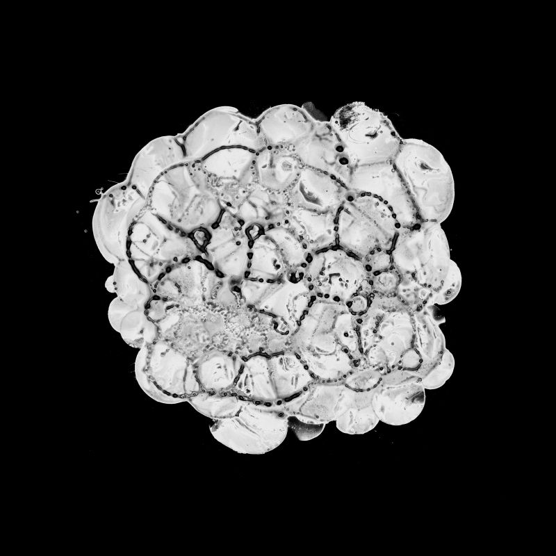 Cellular Cloud on Black A