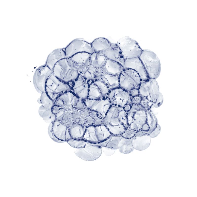 Cellular Clouds in Midnight C