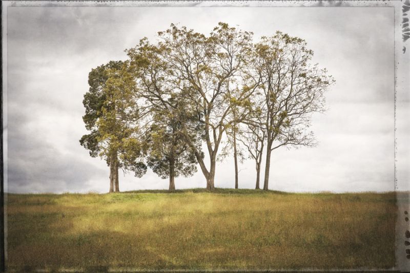Three Trees