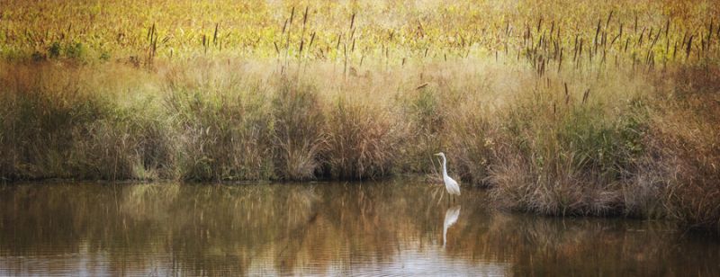 Wild Bird in Autumn