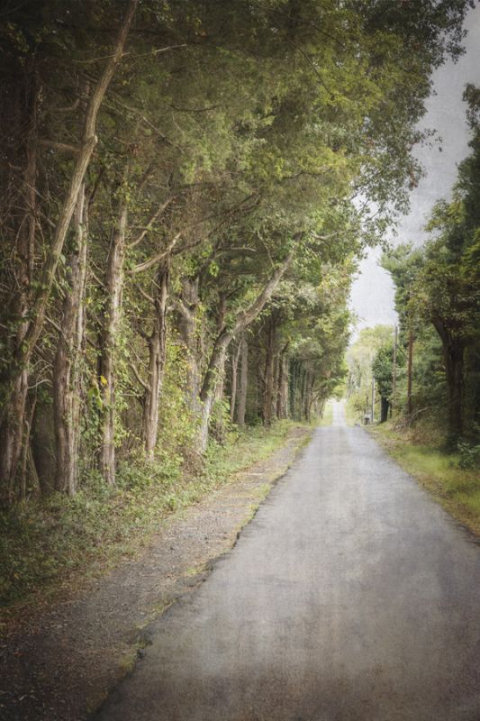 Shady Road