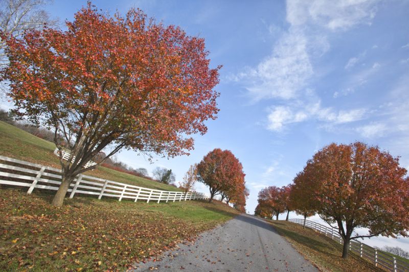 Autumn Road