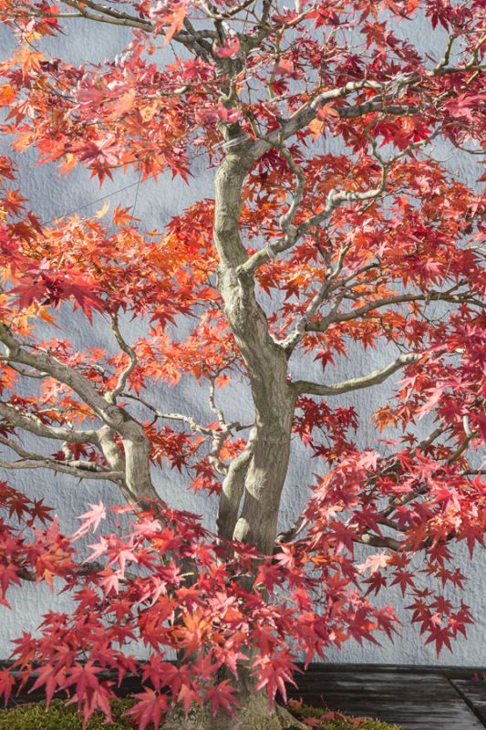 Red Bonsai Tree National Arboretum