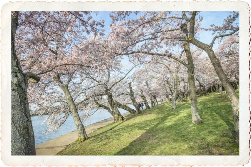 Cherry Blossoms 3