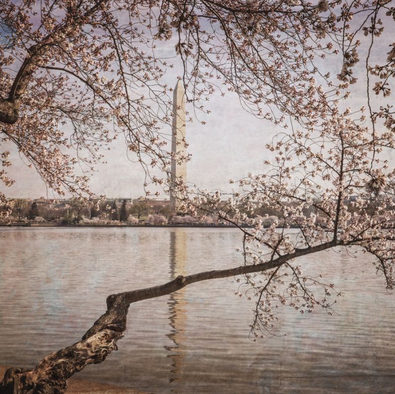 Cherry Blossoms 5