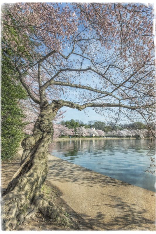Cherry Blossoms 6