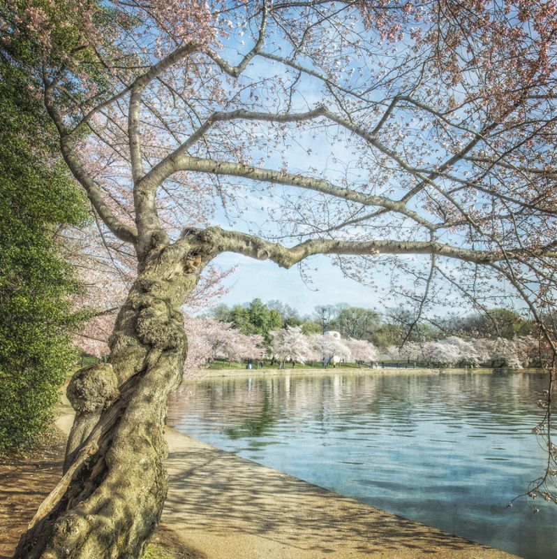 Cherry Blossoms 9