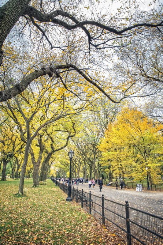 Central Park Autumn 1