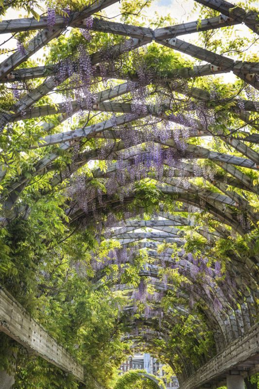 Wisteria Trellis Arch