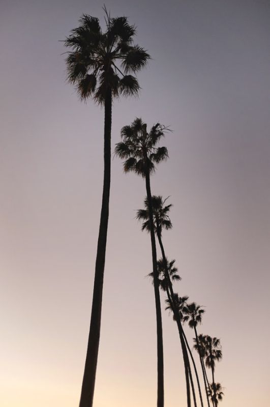 Palm Tree Silhouettes