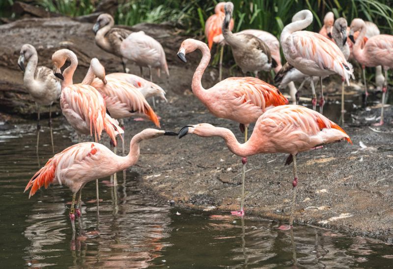 Pink Flamingos