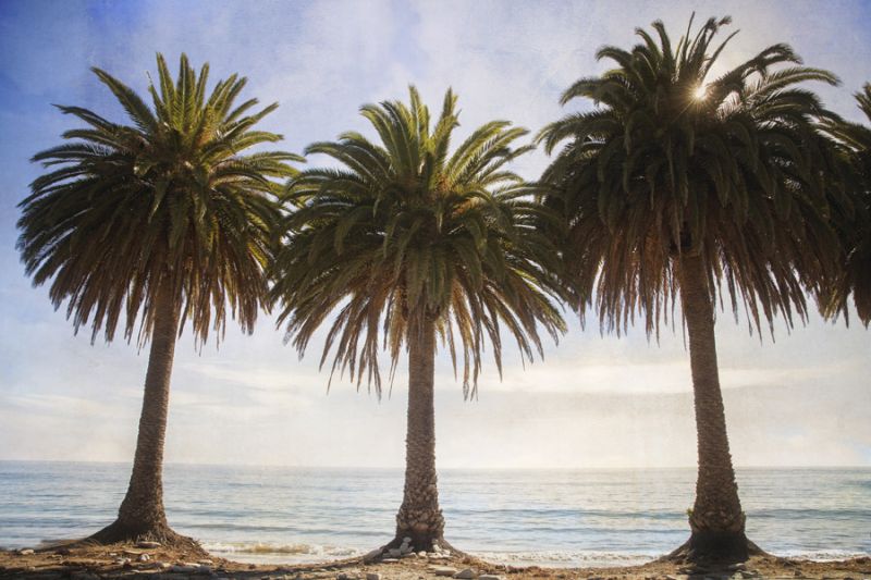 Three Palm Trees