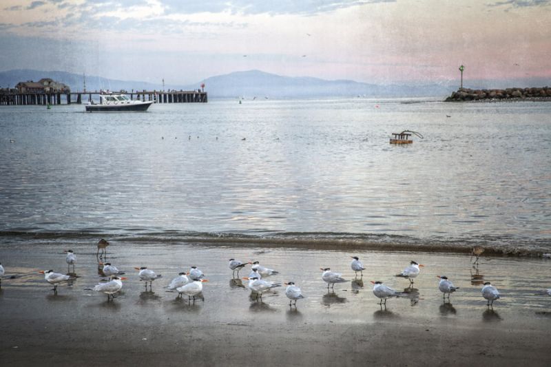 Harbor Birds